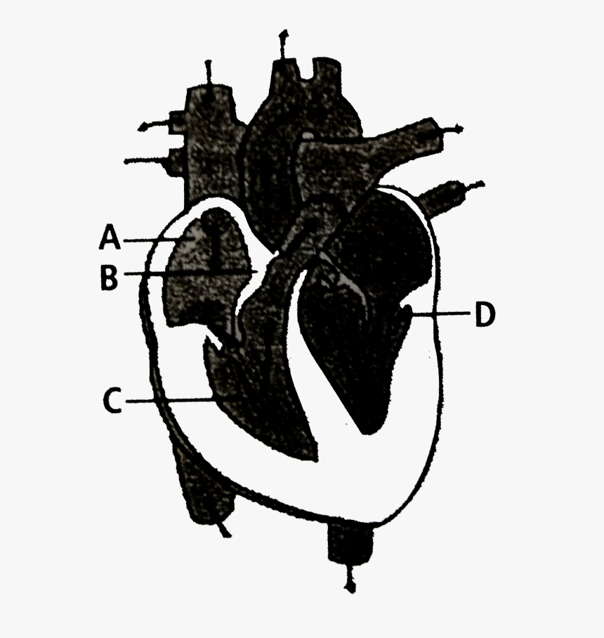 Human Heart Png, Transparent Png, Free Download