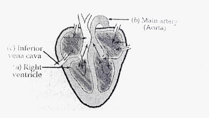 Human Heart Png, Transparent Png, Free Download