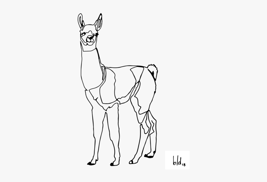 Llama 01 01, HD Png Download, Free Download