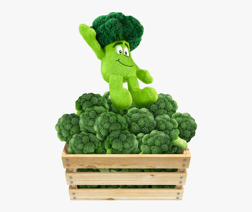 Broccoli Png, Transparent Png, Free Download
