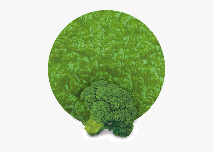 Broccoli Png, Transparent Png, Free Download