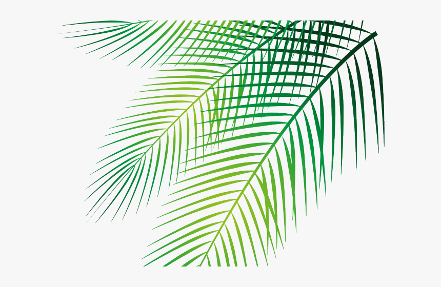Transparent Palm Leaves Clipart, HD Png Download, Free Download