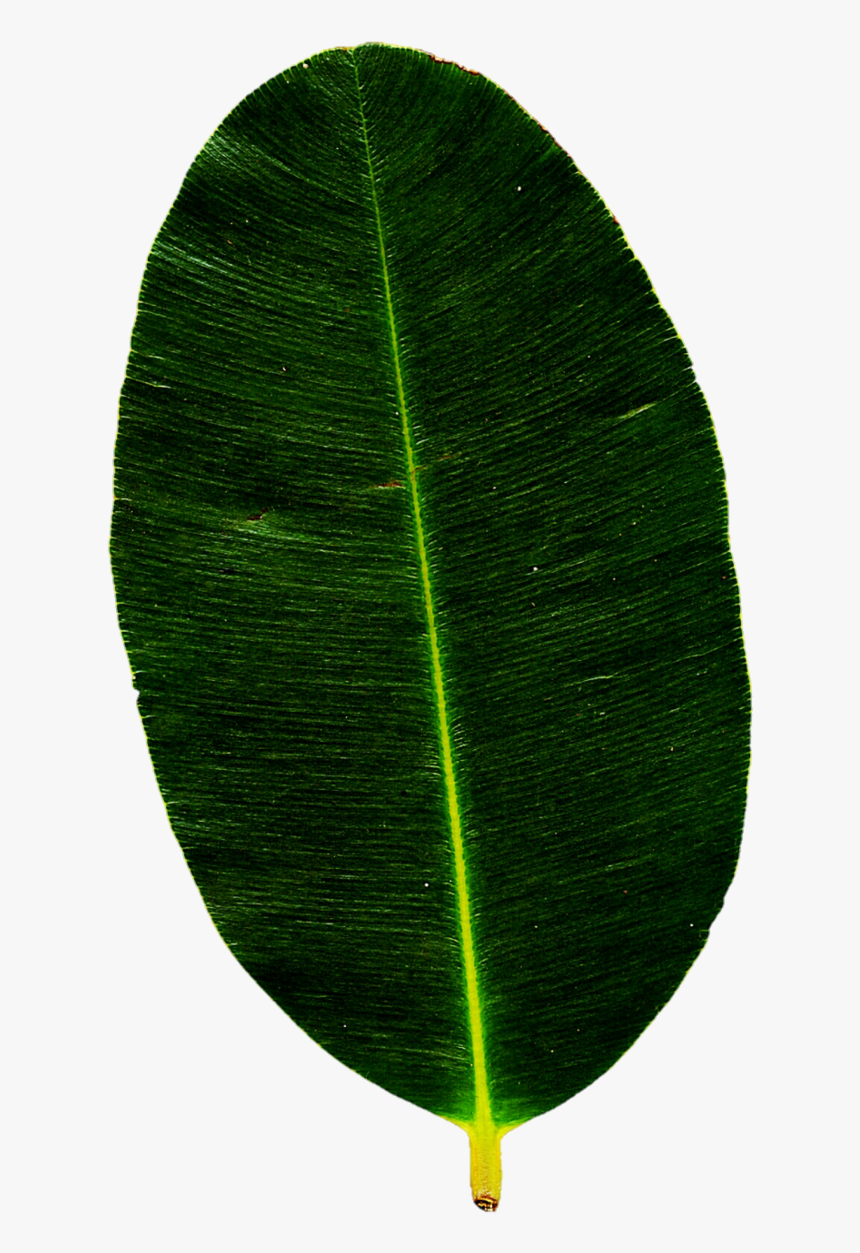 Tropical Leaves Png, Transparent Png, Free Download