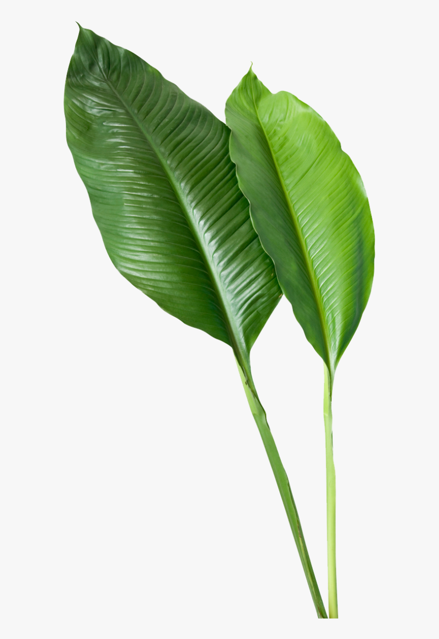 Tropical Leaves Png, Transparent Png, Free Download