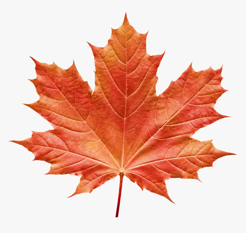 Vermont Maple Festival Maple Leaf Clip Art Image Portable, HD Png Download, Free Download
