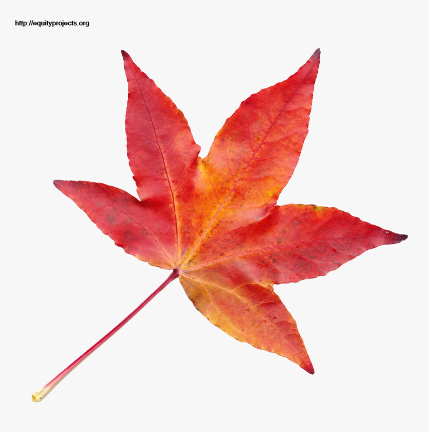 Autumn Leaf Png Transparent Image Pngpix Maple Tree, Png Download, Free Download