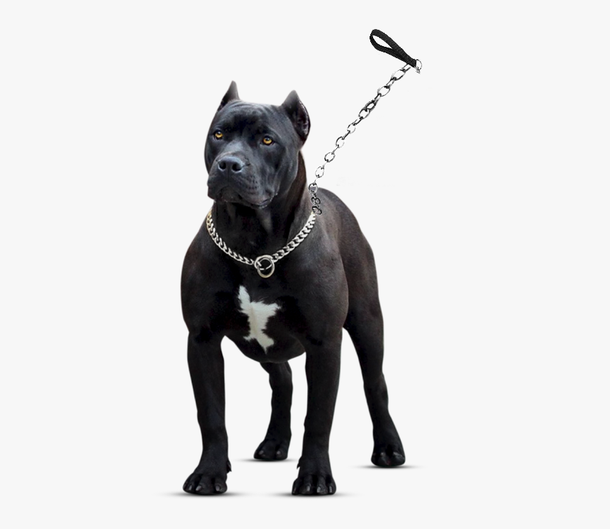 Pitbull Png, Transparent Png, Free Download