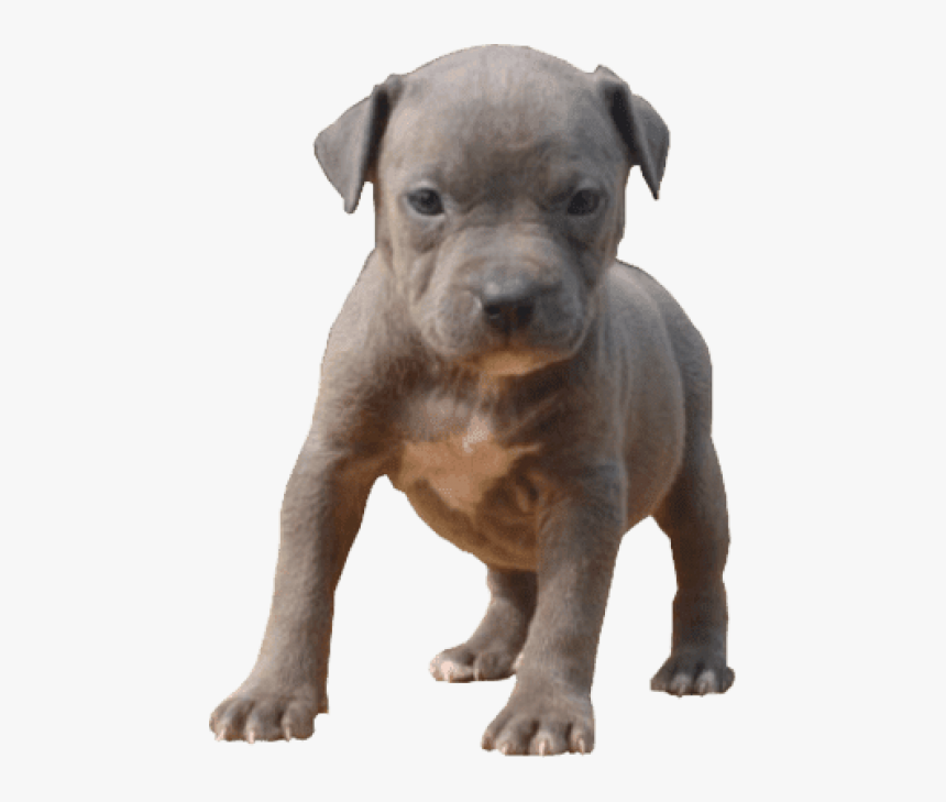 Pitbull Puppy Transparent , Png Download, Png Download, Free Download