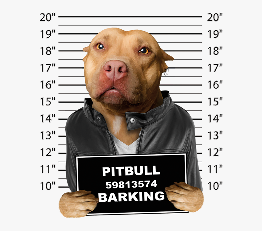 Pitbull Mugshot , Png Download, Transparent Png, Free Download