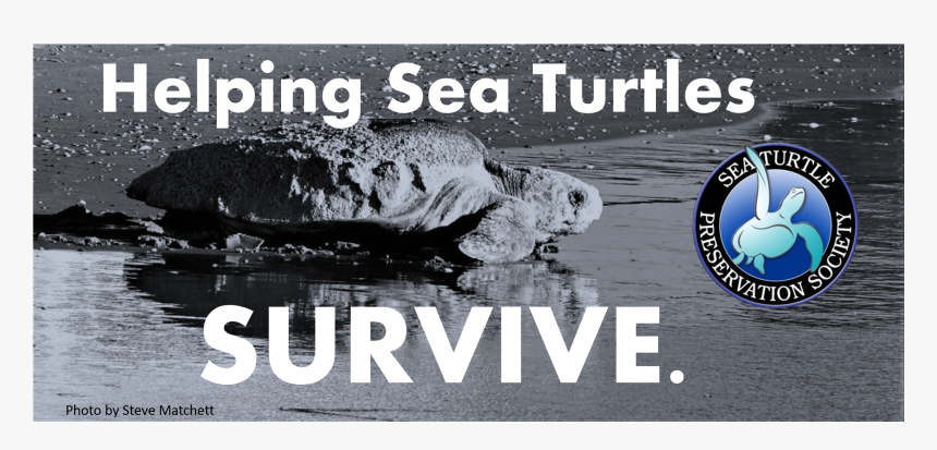 Sea Turtle Png, Transparent Png, Free Download