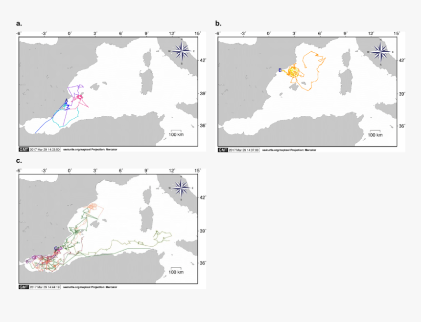 Sea Turtle Png, Transparent Png, Free Download