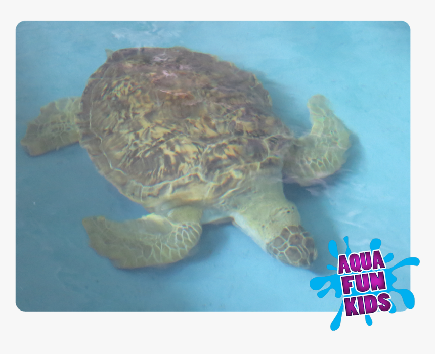 Sea Turtle Png, Transparent Png, Free Download