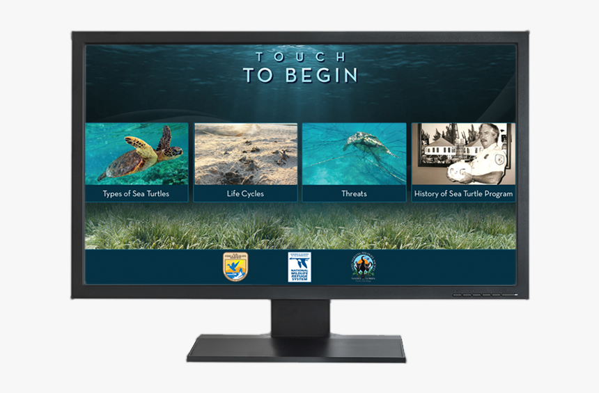 Turtle, HD Png Download, Free Download