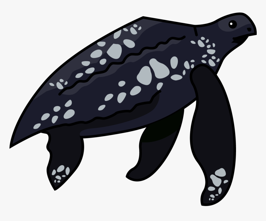 Sea Turtle Png, Transparent Png, Free Download