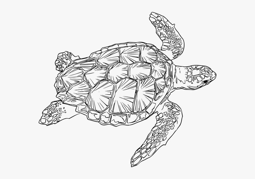 Loggerhead-turtle, HD Png Download, Free Download