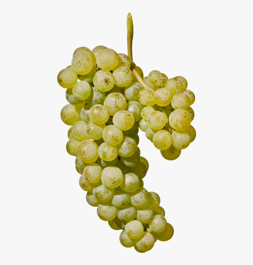 Совиньон Блан виноград. Совиньон сорт винограда. Совиньон Блан сорт винограда. Виноград Совиньон белый.