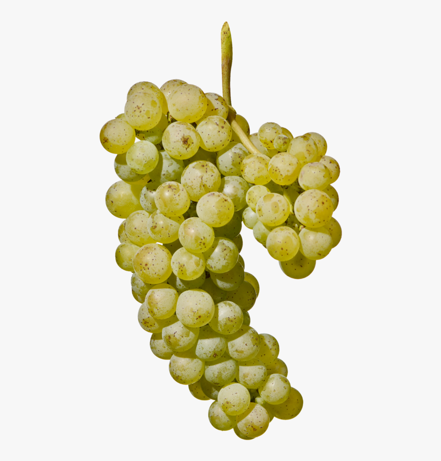 Grape Png, Transparent Png, Free Download