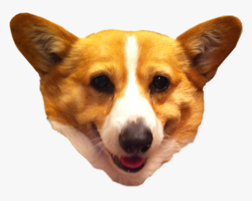 Pembroke Welsh Corgi Cardigan Welsh Corgi Dorgi Puppy, HD Png Download, Free Download