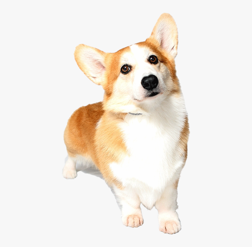 Corgi Png Free Download, Transparent Png, Free Download