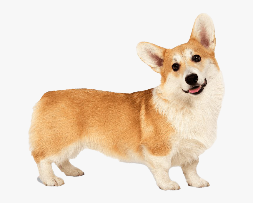 Corgi Png Clipart, Transparent Png, Free Download