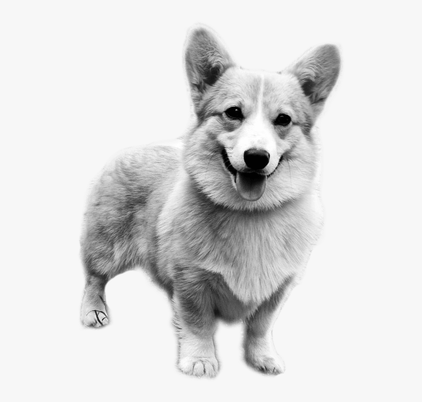 Black Corgi Png, Transparent Png, Free Download