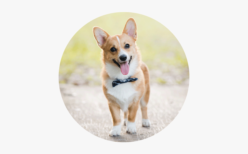 Pembroke Welsh Corgi Cardigan Welsh Corgi Puppy Dog, HD Png Download, Free Download