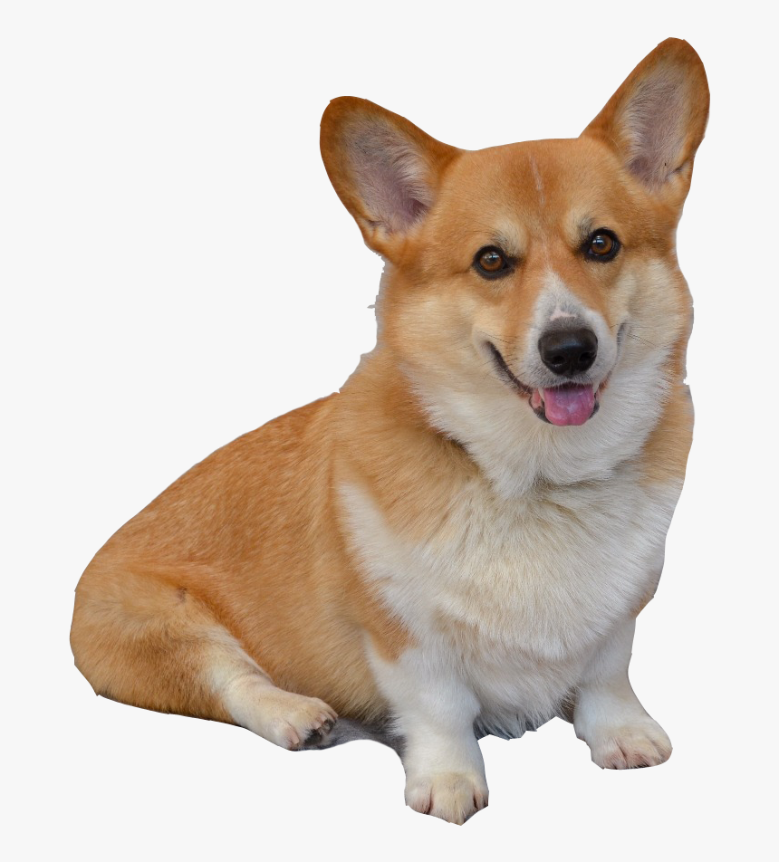 Pembroke Welsh Corgi, HD Png Download, Free Download