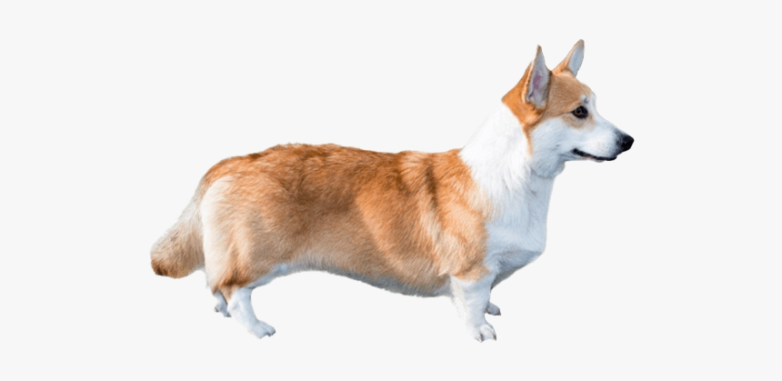Cute Corgi Dog Png File, Transparent Png, Free Download