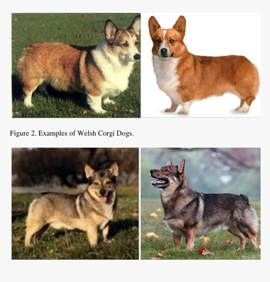 Corgi Png, Transparent Png, Free Download