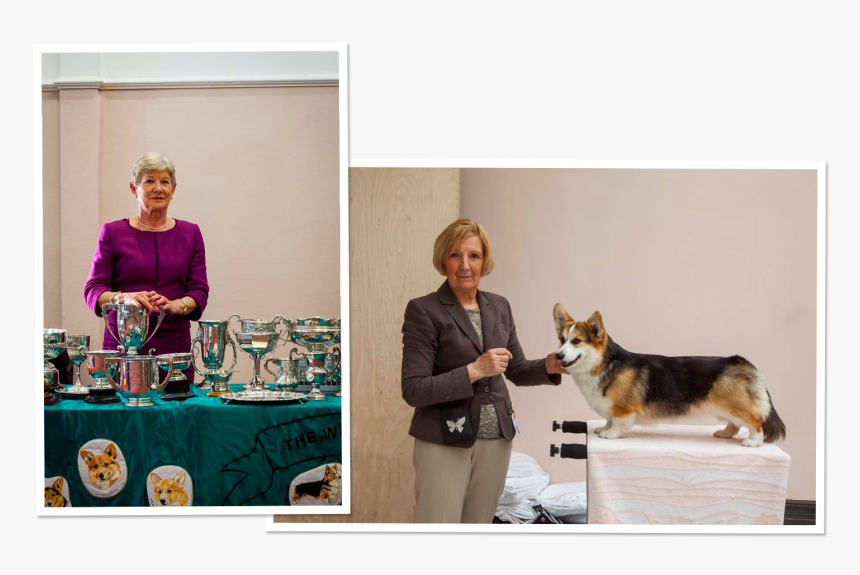 Corgi Png, Transparent Png, Free Download