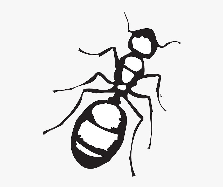 Top, View, Sketch, Ant, Art, Insect, Legs, HD Png Download, Free Download