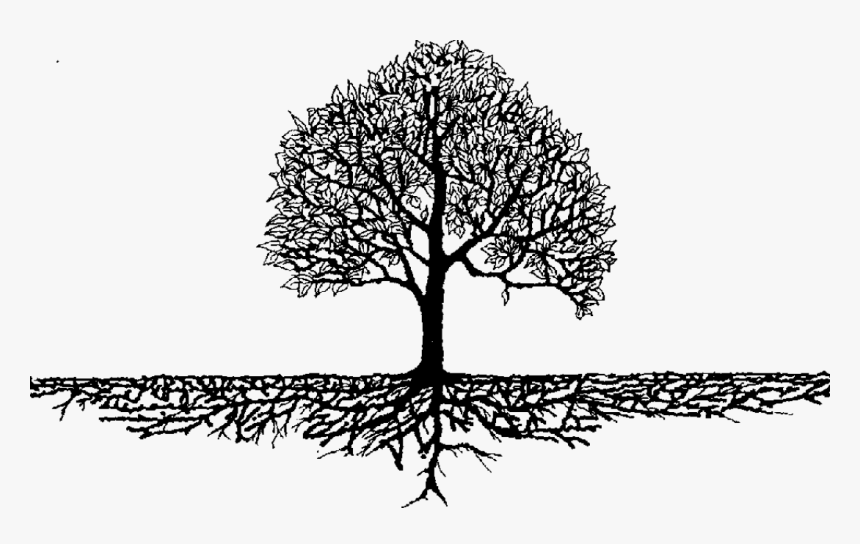 Roots & Branches, HD Png Download, Free Download