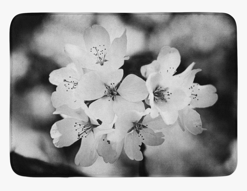 Cherry Blossom Petals Png, Transparent Png, Free Download