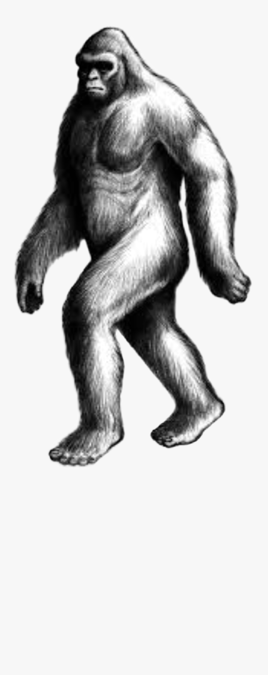 #handdrawn #bigfoot #sasquatch #humananimalhybrid #cryptid, HD Png Download, Free Download