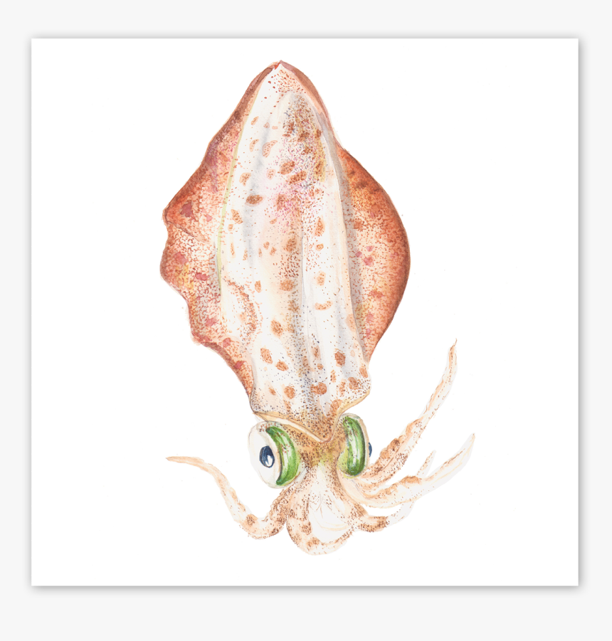 Squid Png, Transparent Png, Free Download