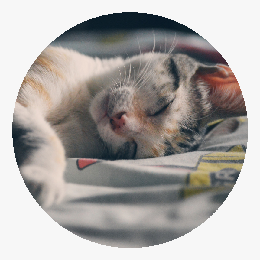 Stock Cat Sleeping, HD Png Download, Free Download