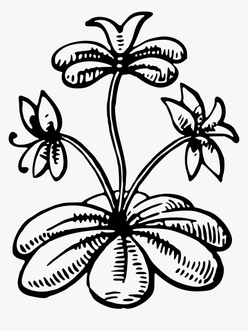 Leafy Png, Transparent Png, Free Download