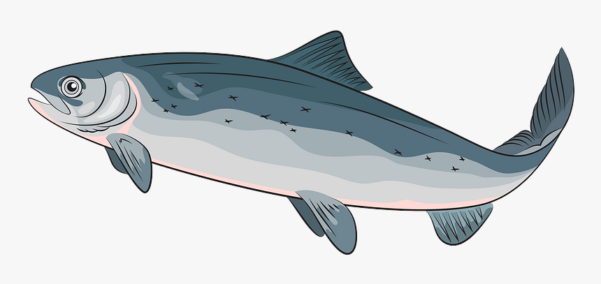 Atlantic Salmon Clipart, HD Png Download, Free Download