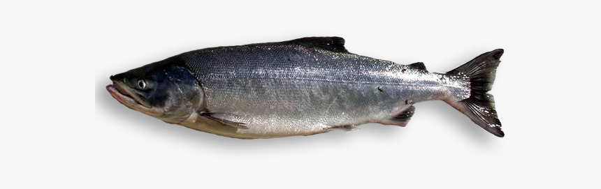 Chum-salmon, HD Png Download, Free Download