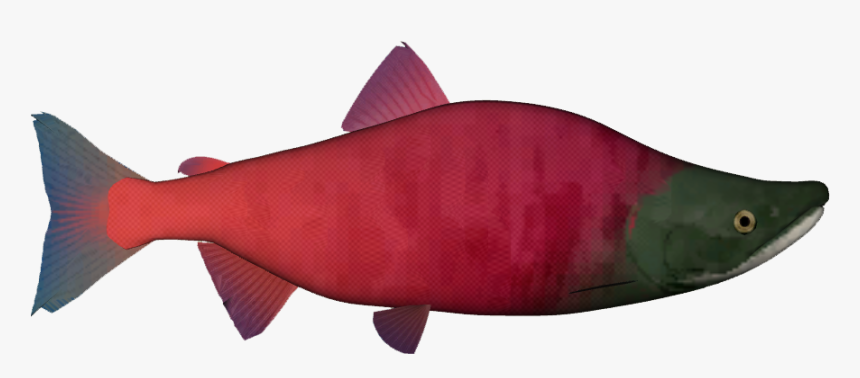 Sockeye Salmon Png, Transparent Png, Free Download