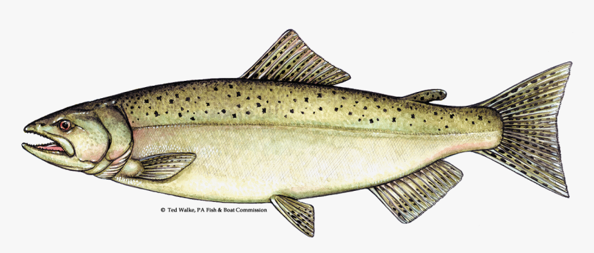 Transparent Salmon Clipart, HD Png Download, Free Download