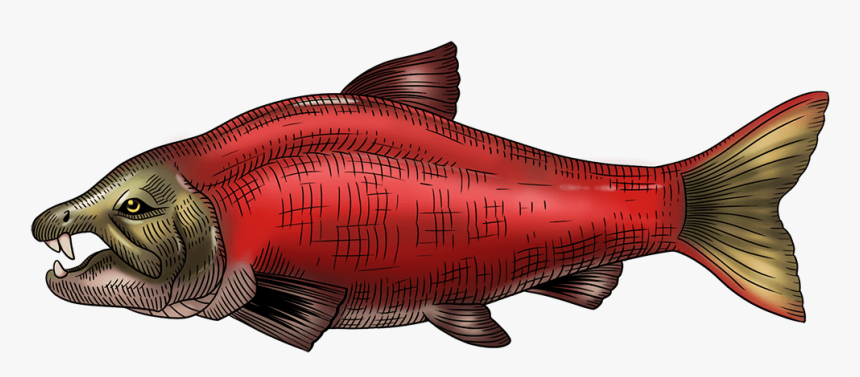 Prehistoric Sabretooth Salmon From 7 Million Years, HD Png Download, Free Download