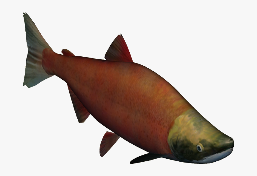 Zt2 Salmon , Png Download, Transparent Png, Free Download