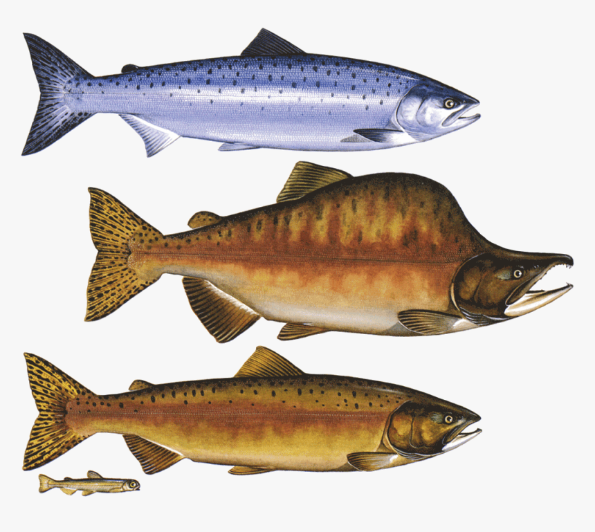 Pink Salmon Png, Transparent Png, Free Download