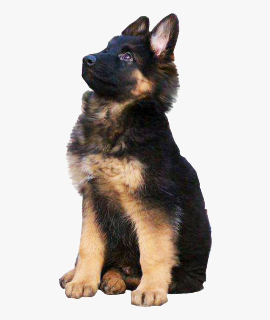 German Shepherd Dog Transparent, HD Png Download, Free Download