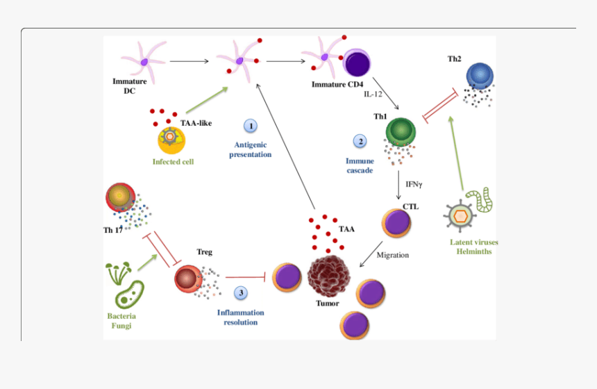 Bacteria Png Immune System, Transparent Png, Free Download