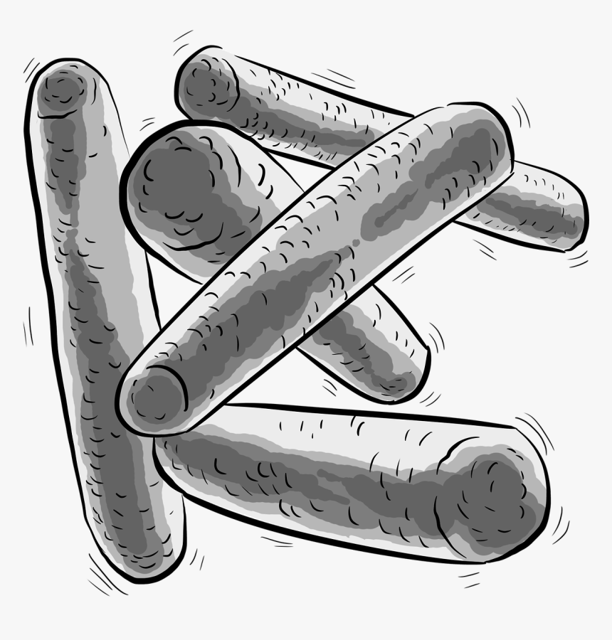 Bacteria Png, Transparent Png, Free Download