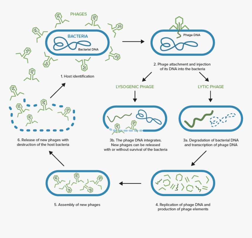 Phage Reproduction Cycle, HD Png Download, Free Download