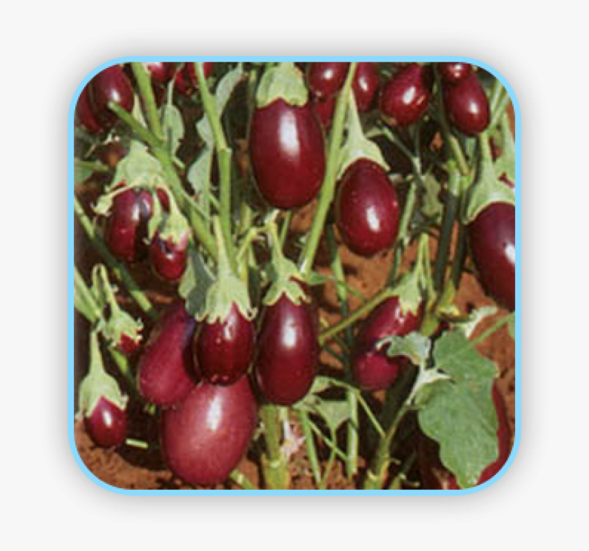 Sungro Hybrid Brinjal Pragati Vegetable Seeds - Sungro Pragati Seeds, HD Png Download, Free Download