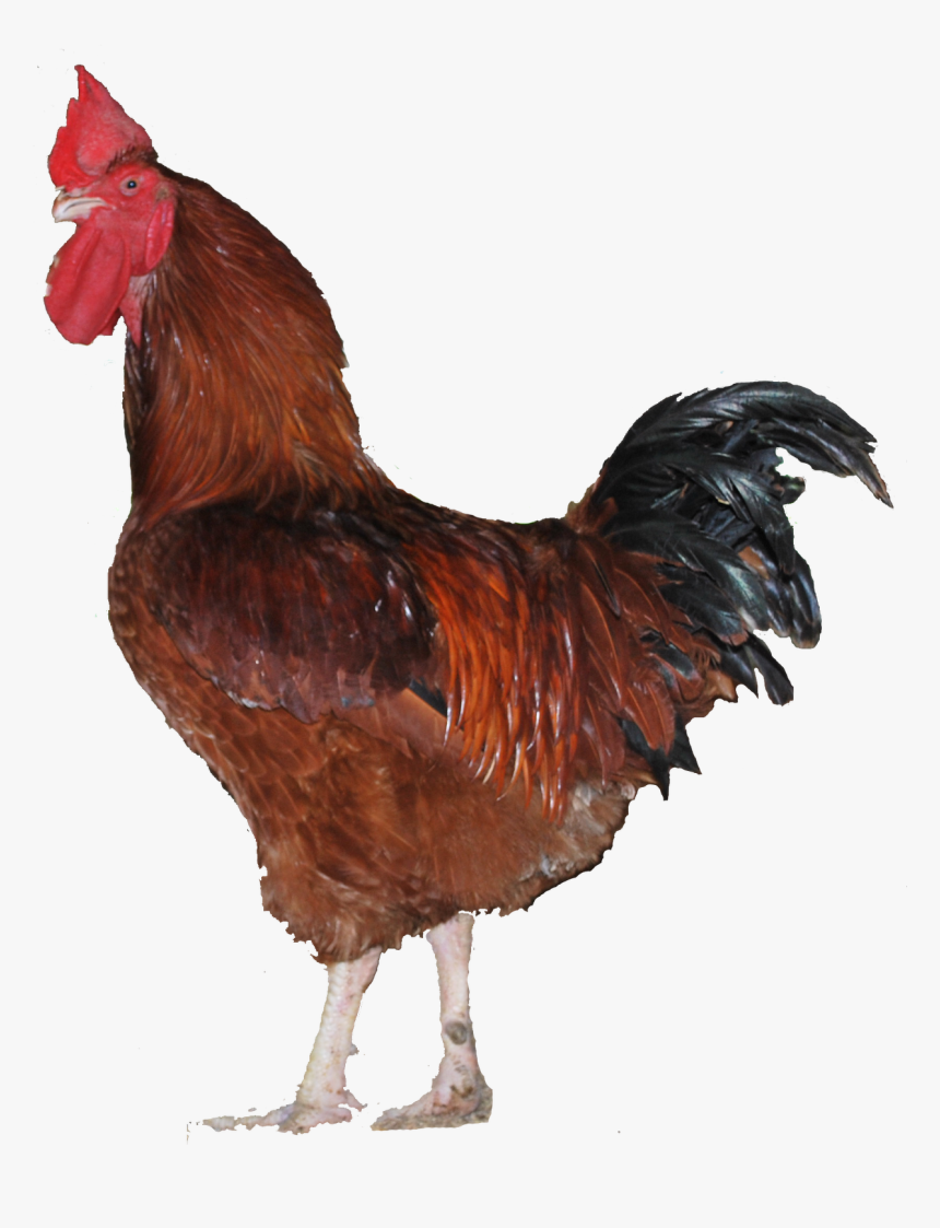 Transparent Broiler Chicken Clipart - Male Chicken Png, Png Download, Free Download